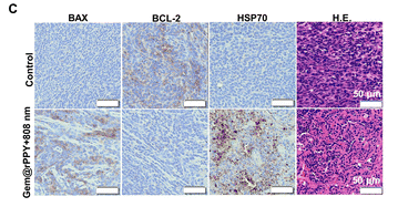 HSP70 Mouse Monoclonal Antibody - Fig.