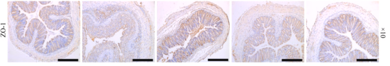 ZO 1 Antibody - Fig.