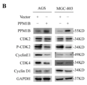 CDK2 Antibody - Fig.