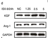KGF Antibody - Figure 2.