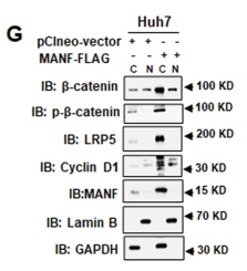 Phospho-beta Catenin (Ser33/Ser37/Thr41) Antibody - Fig.