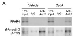 GPR120 Mouse Monoclonal Antibody - Figure 5.