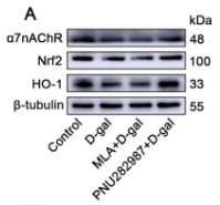Nicotinic Acetylcholine Receptor alpha 7 Antibody - Fig.