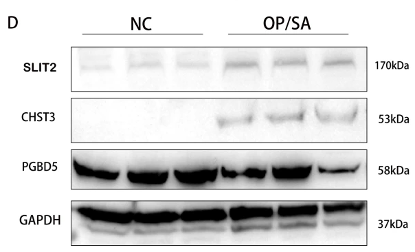 SLIT2 Antibody - Fig.