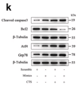 Bcl-2 Antibody - Fig.