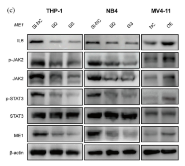 Phospho-STAT3 (Ser727) Antibody - Figure 5.