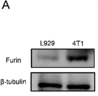 Furin Antibody - Figure 1 Tumor cell GA-targeting self-assembled peptide induces GA dysfunction and cell apoptosis.