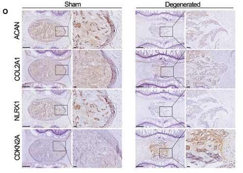 NLRX1 Antibody - Figure 1.