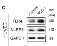 NLRP3 Antibody - Figure 7.