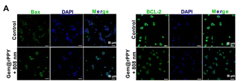 Bcl-2 Antibody - Fig.