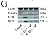SEMA3A Antibody - Fig.