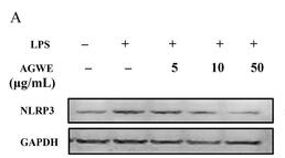 NLRP3 Antibody - Figure 5.
