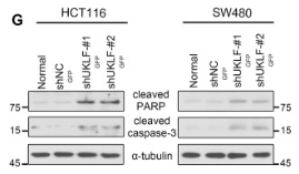 Cleaved-PARP (Asp214) Antibody - Fig.