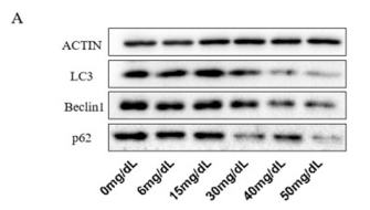 LC3A/B Antibody - Fig.