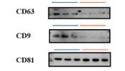CD81 Antibody - Figure 1.