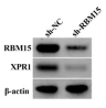 RBM15 Antibody - Fig.