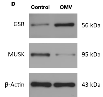 MuSK Antibody - Fig.