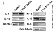 TNF alpha Antibody - Fig.