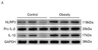 NLRP3 Antibody - Fig.