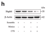 HSP20 Antibody - Fig.