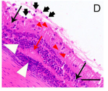 Recoverin Antibody - Figure 2.
