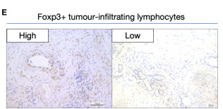 Foxp3 Antibody - Figure 1.