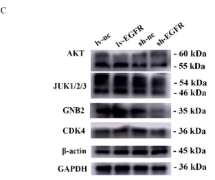 CDK4 Antibody - Figure 7.