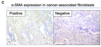 alpha-SMA Antibody - Figure 1.