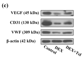 VWF Antibody - Fig.