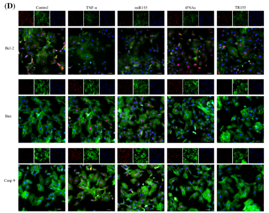 Bcl-2 Antibody - FIGURE 4 Effects of TR155 on the transcriptome of apoptosis in NPCs.