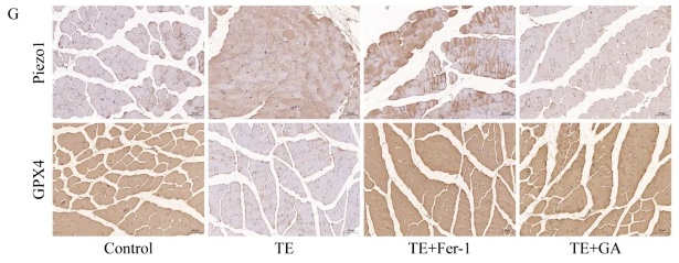 Piezo1 Antibody - Fig.