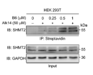 SHMT2 Antibody - Figure 2 Discovery of HDAC11 selective inhibitor B6.