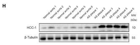 CCL14 Antibody - Figure 1.