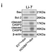 Cleaved-Caspase 3 (Asp175), p17 Antibody - Fig.