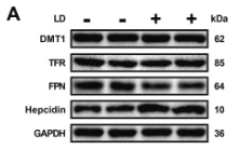 HAMP Antibody - Fig.