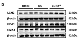 OMA1 Antibody - Fig.