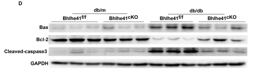 Phospho-BRCA1 (Ser1457) Antibody - Figure 2: Bhlhe41 contributes to mitochondrial calcium overload and oxidative damage in hippocampal neurons under diabetic conditions.