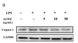 Cleaved-Caspase 1 (Asp296), p20 Antibody - Figure 5.