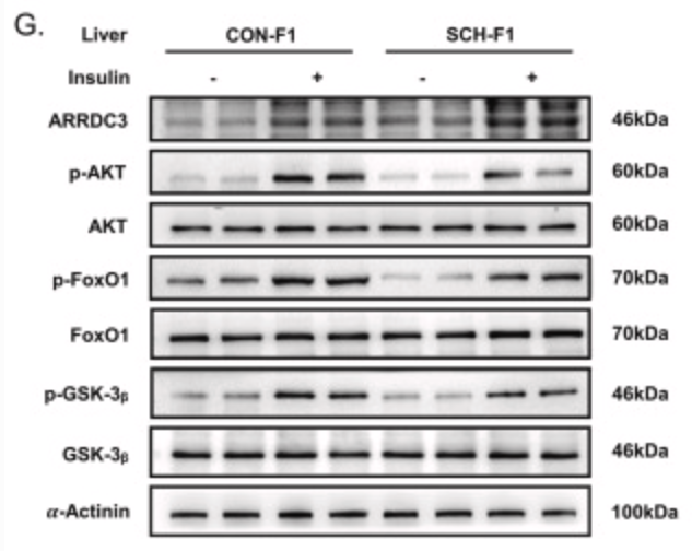 ARRDC3 Antibody - Fig.