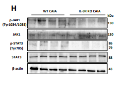 beta-Actin Antibody - Figure 6 IL-9R KO alleviates CAIA arthritis progression.