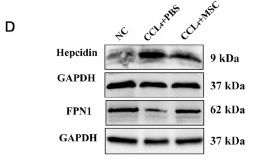 SLC40A1 Antibody - Figure 4 .