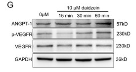 Phospho-VEGFR2 (Tyr1175) Antibody - Figure 3: Daidzein improves migration and proliferation of BMECs.