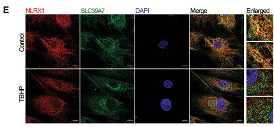 ZIP7 Antibody - Figure 5.