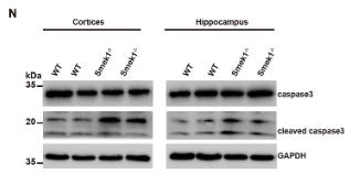 Caspase 3 Antibody - Figure 7 Smek1 deficiency caused abnormal mitochondrial transportation and function.