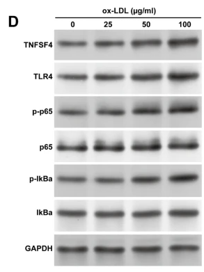 TNFSF4 Antibody - Fig.