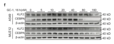 KLF2 Antibody - Fig.