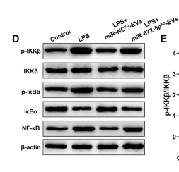 NF-kB p65 Antibody - Fig.