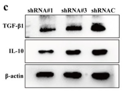 IL10 Antibody - Fig.