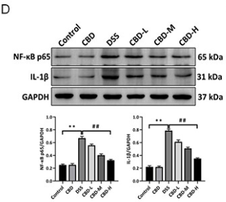 IL1 beta Antibody - Figure 1 CBD attenuates DSS-induced inflammatory injury in the colon (Compared with the Control group, **p.