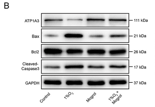 Bcl-2 Antibody - Figure 4 Mogrol inhibits cardiomyocyte apoptosis in vitro and in vivo.